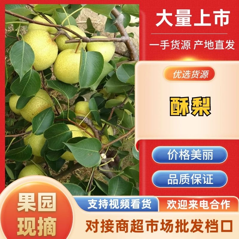 自家种的砀山酥梨，皮薄汁多，脆甜可口品质保证现场采摘