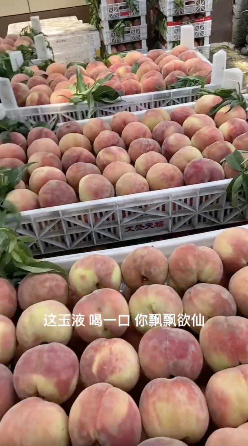 【一手货源】青州密桃全红密大叶子密二老枚等各种毛桃