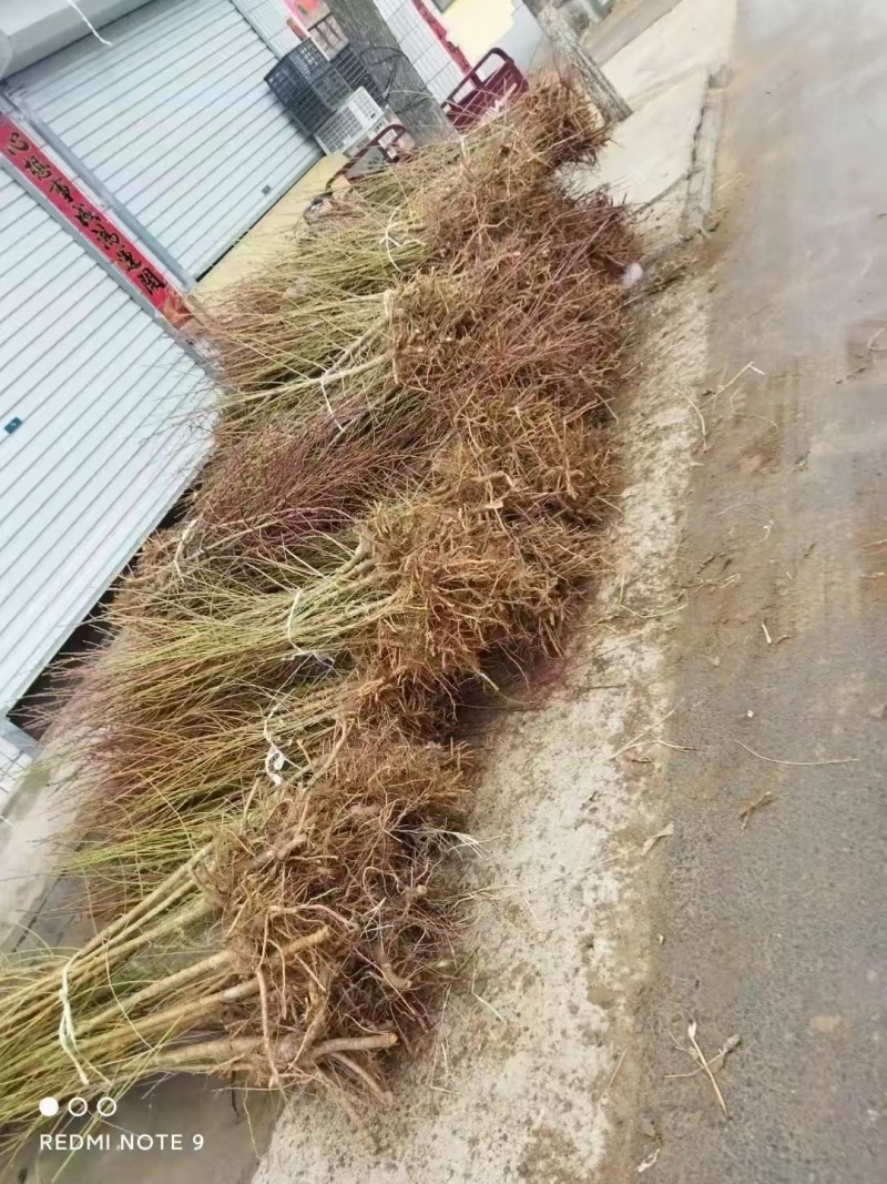 河北精品毛桃苗成活率高速生杨量大从优欢迎咨询