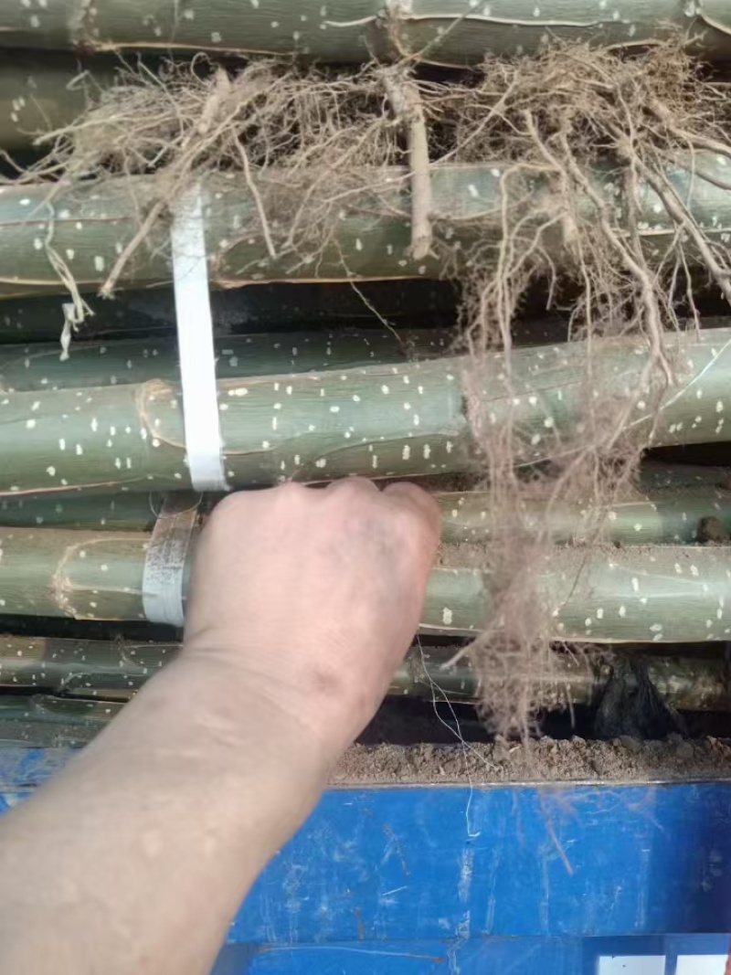 河北精品毛桃苗成活率高速生杨量大从优欢迎咨询