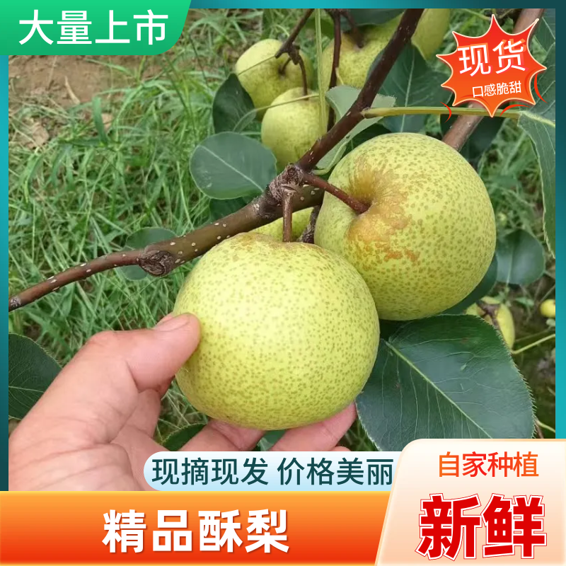 自家种植，皮薄汁多，脆甜可口，颜色纯正，品质保证，沙土地
