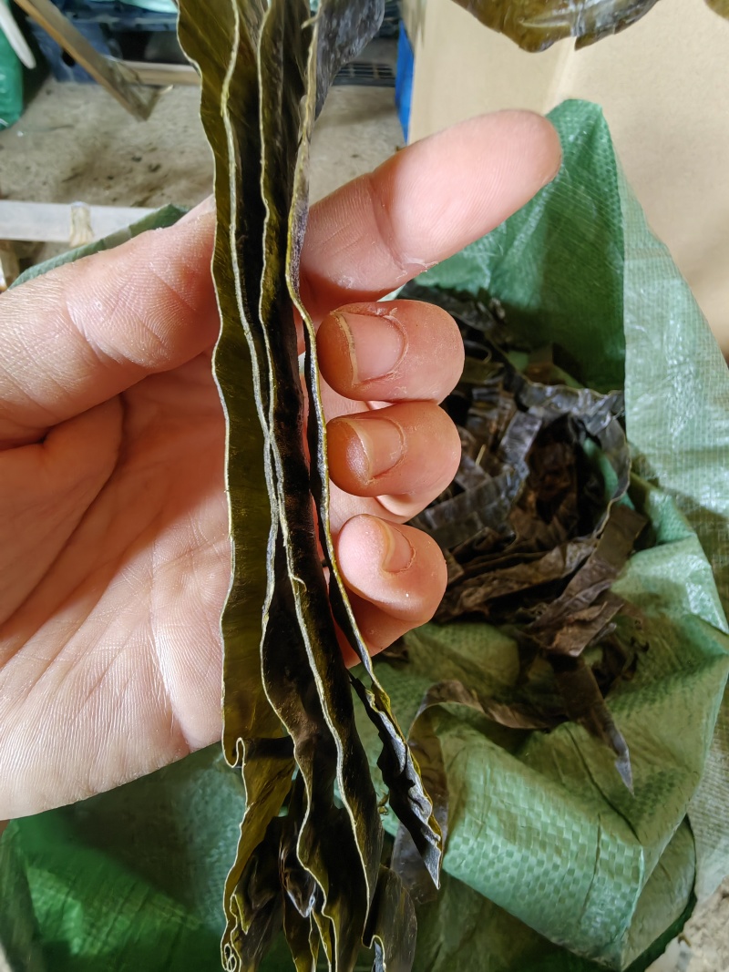 麻辣烫条/山东直发/海带丝/量大价优/老板热情/
