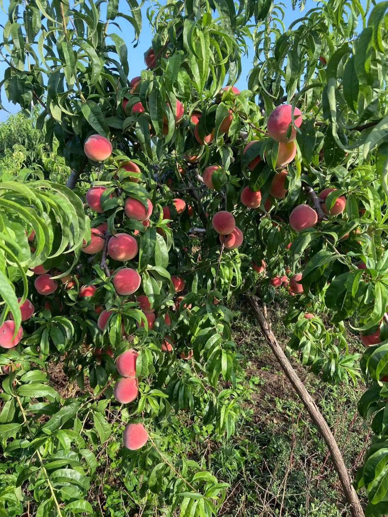 青州密桃全红密离合质量保证量大从优电话联系