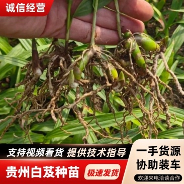 紫花三叉白芨品种齐全一手货源量大优惠欢迎实地考