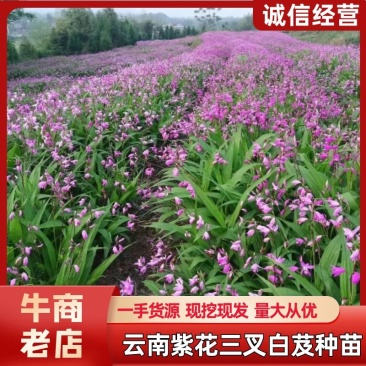 紫花三叉大白芨种苗有检疫证欢迎实地考成活率高