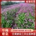 紫花三叉大白芨种苗有检疫证欢迎实地考成活率高