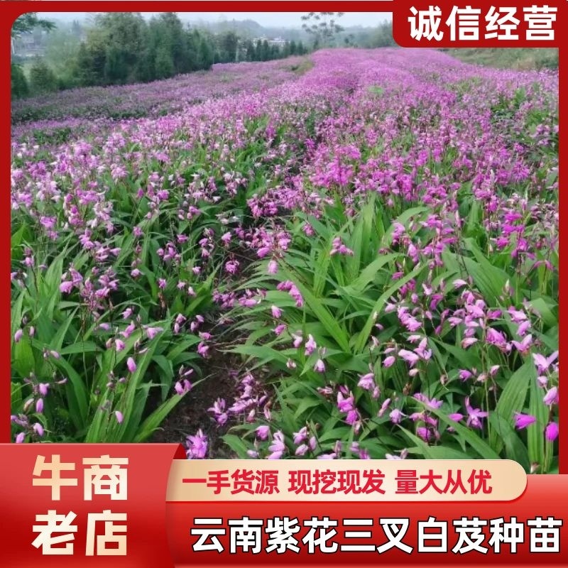 紫花三叉大白芨种苗有检疫证欢迎实地考成活率高