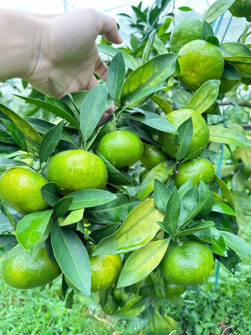 特早蜜橘云南高原蜜橘果大皮薄对接全国批发商超等