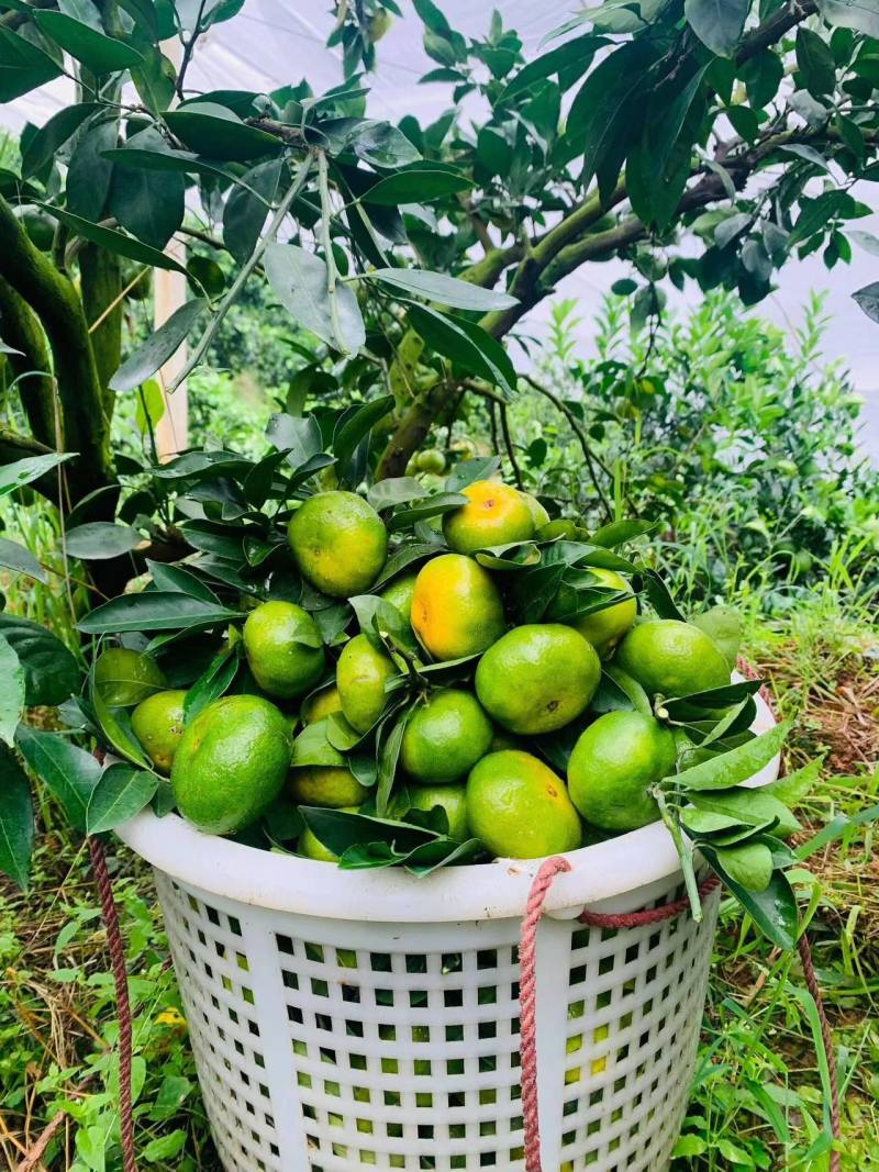 特早蜜橘云南高原蜜橘果大皮薄对接全国批发商超等