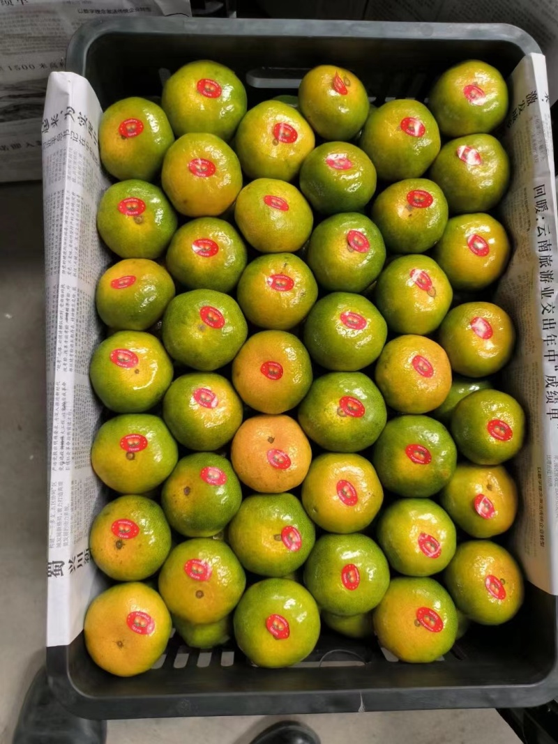 特早蜜橘云南高原蜜橘果大皮薄对接全国批发商超等