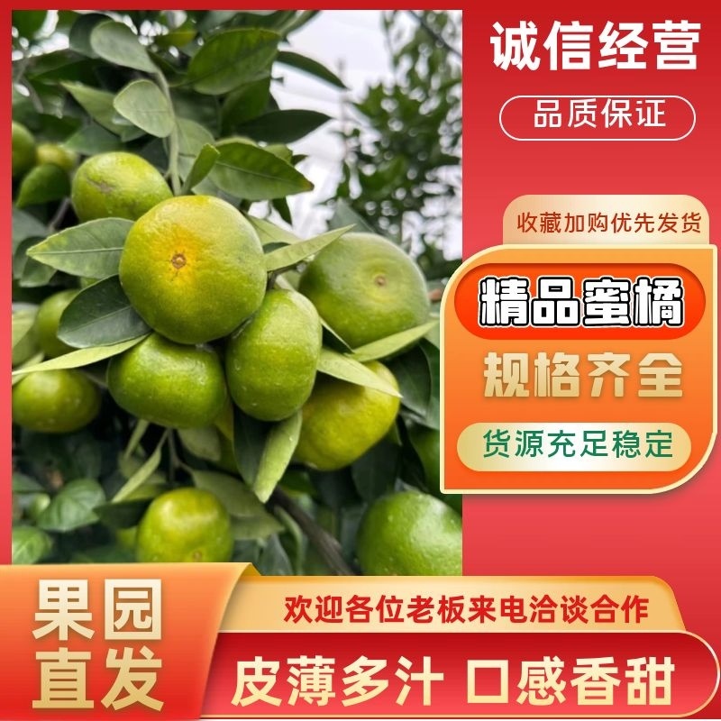 特早蜜橘云南高原蜜橘果大皮薄对接全国批发商超等