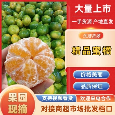 云南高山特早蜜橘产地直发皮薄味甜对接全国商超市场等
