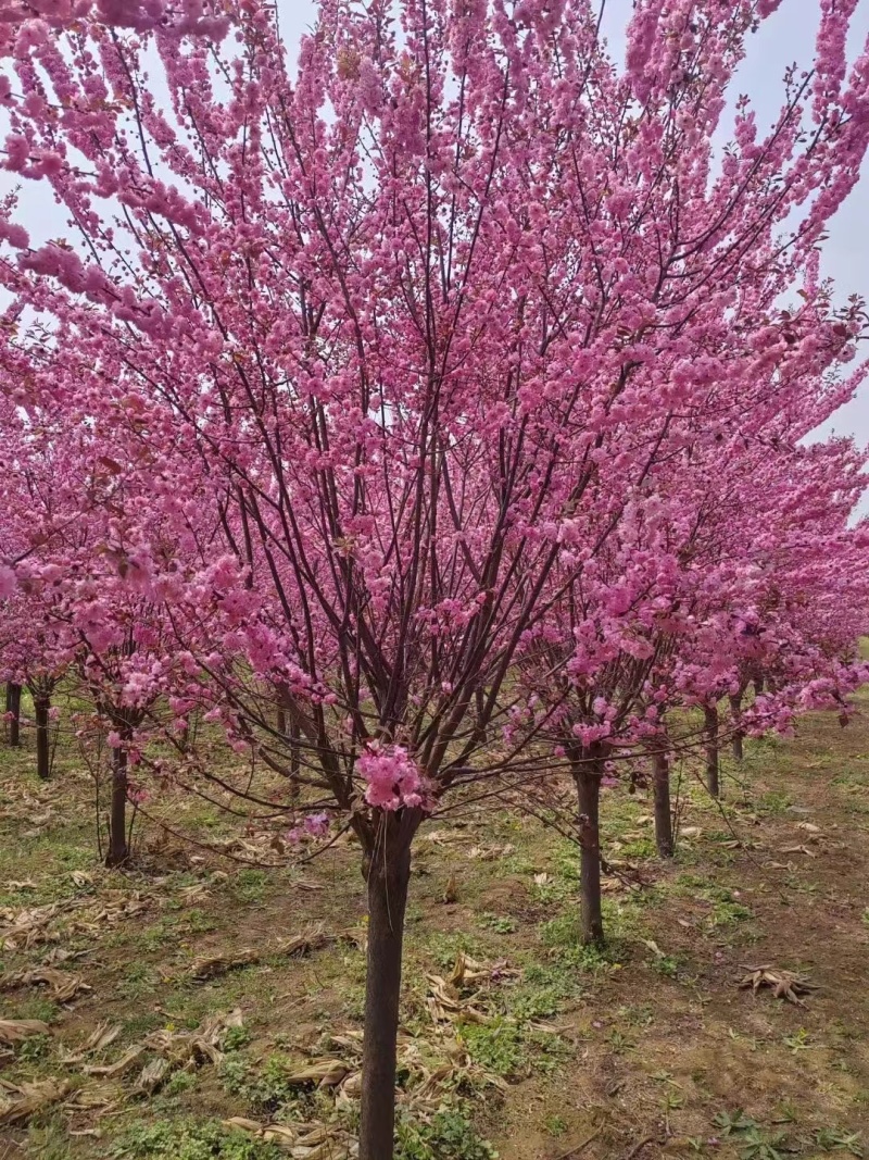 河北榆叶梅万亩种植基地常年供应绿化工程