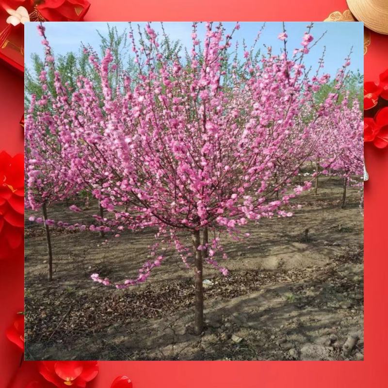 河北榆叶梅万亩种植基地常年供应绿化工程