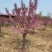 河北榆叶梅万亩种植基地常年供应绿化工程