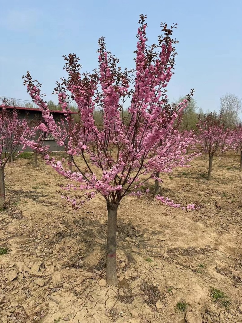 河北榆叶梅万亩种植基地常年供应绿化工程
