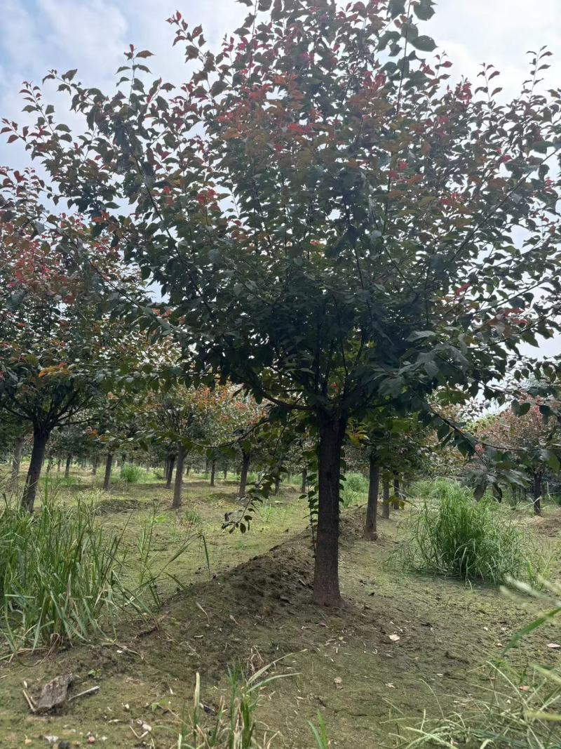 河北榆叶梅万亩种植基地常年供应绿化工程