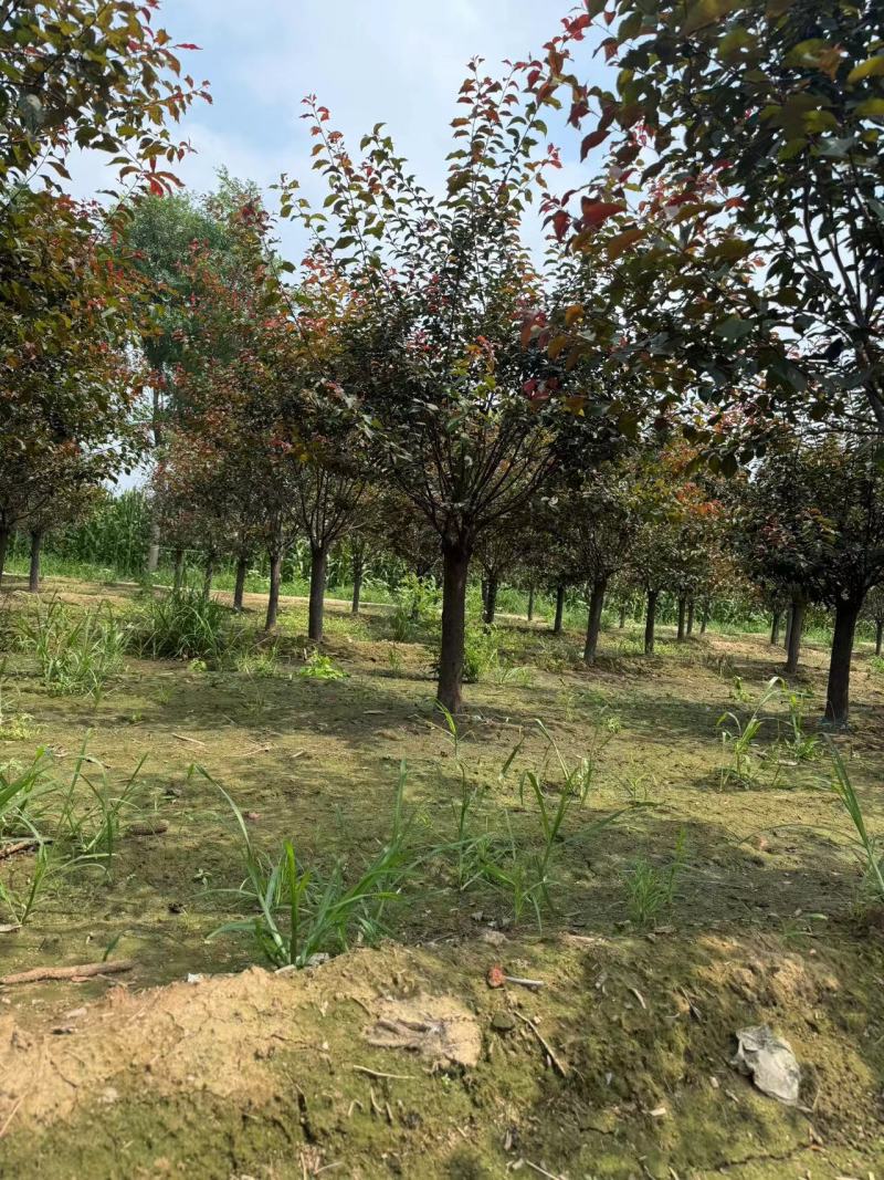河北榆叶梅万亩种植基地常年供应绿化工程