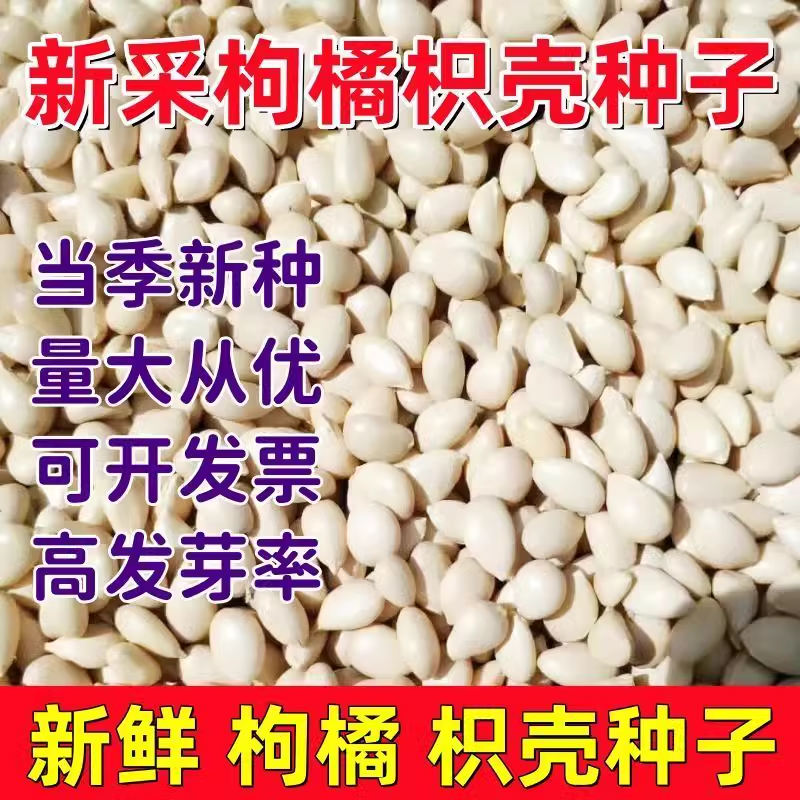 新采枸橘种子枳壳种籽子枸桔积壳树苗嫁接砧木香橙红橘树种