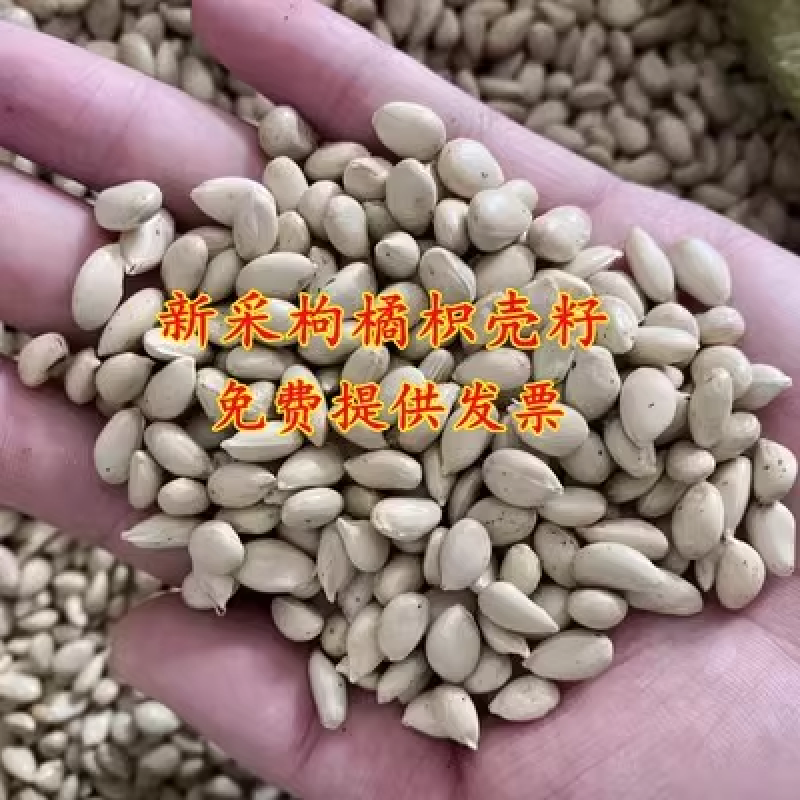新采枸橘种子枳壳种籽子枸桔积壳树苗嫁接砧木香橙红橘树种