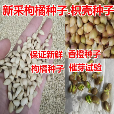 新采枸橘种子枳壳种籽子枸桔积壳树苗嫁接砧木香橙红橘树种