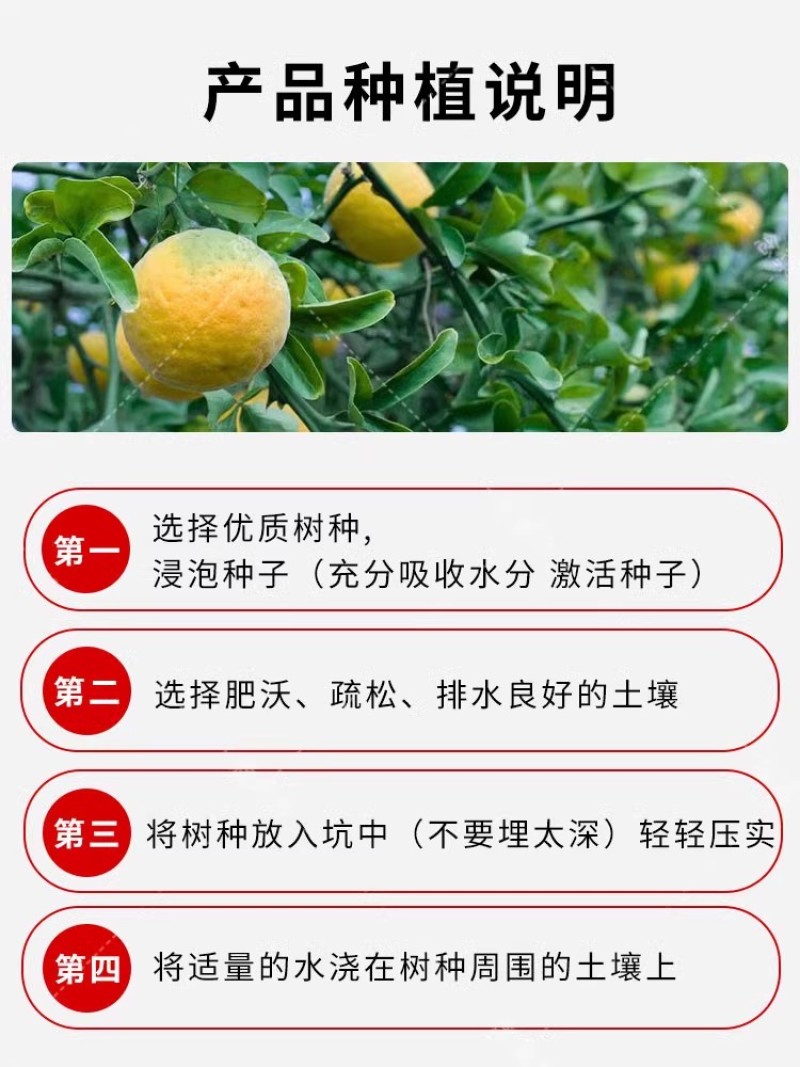 新采枸橘种子枳壳种籽子枸桔积壳树苗嫁接砧木香橙红橘树种