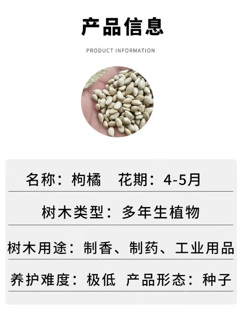 新采枸橘种子枳壳种籽子枸桔积壳树苗嫁接砧木香橙红橘树种