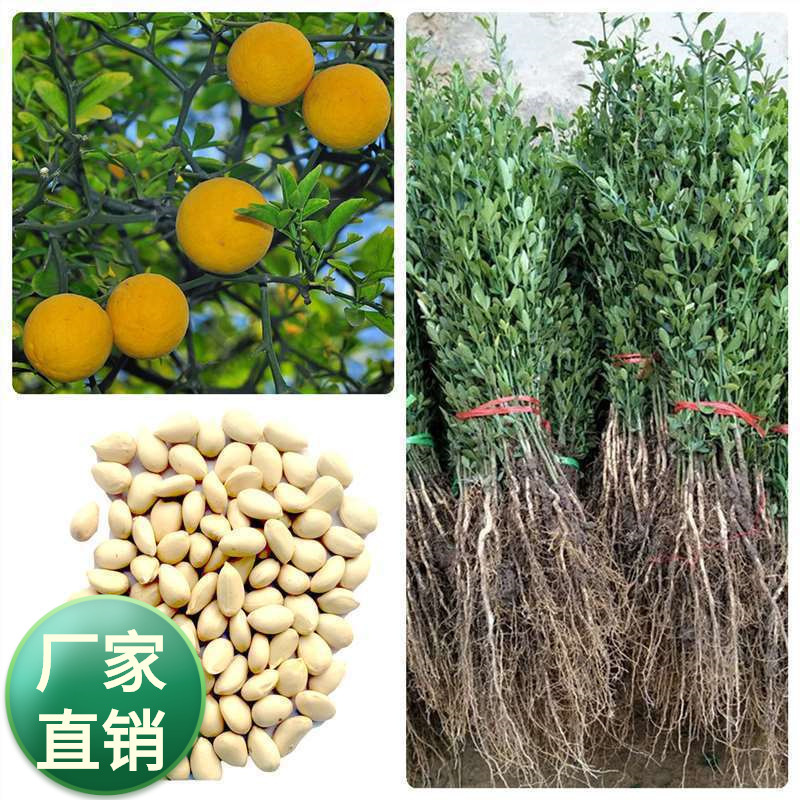 新采枸橘种子枳壳种籽子枸桔积壳树苗嫁接砧木香橙红橘树种