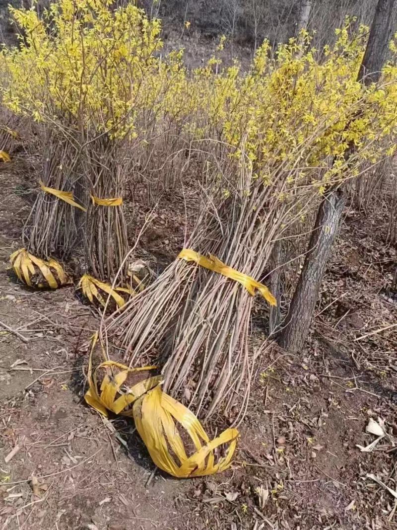 连翘，精品苗，规格齐全，基地直发，大量供应