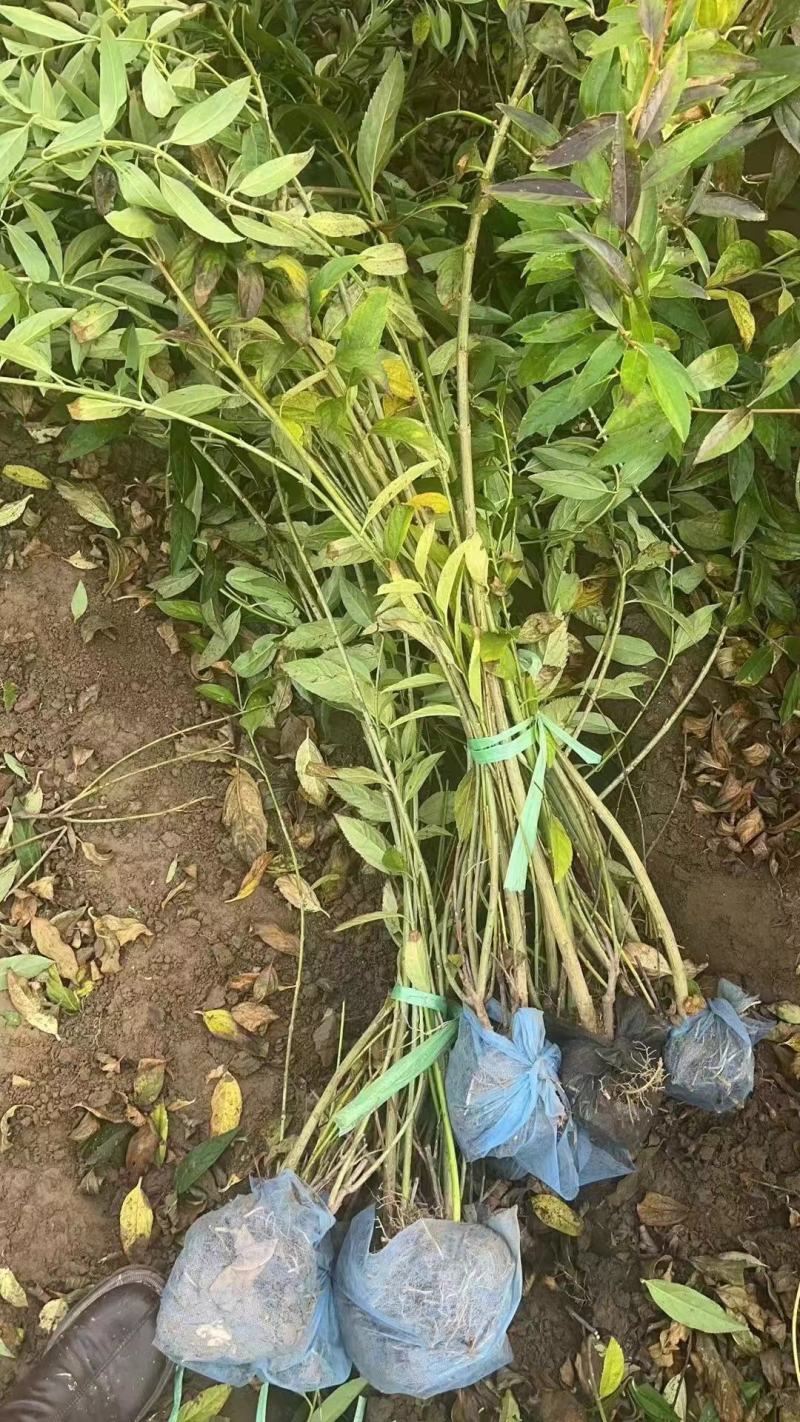 连翘，精品苗，规格齐全，基地直发，大量供应