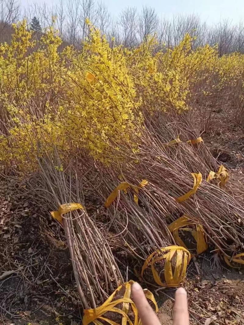 连翘，精品苗，规格齐全，基地直发，大量供应