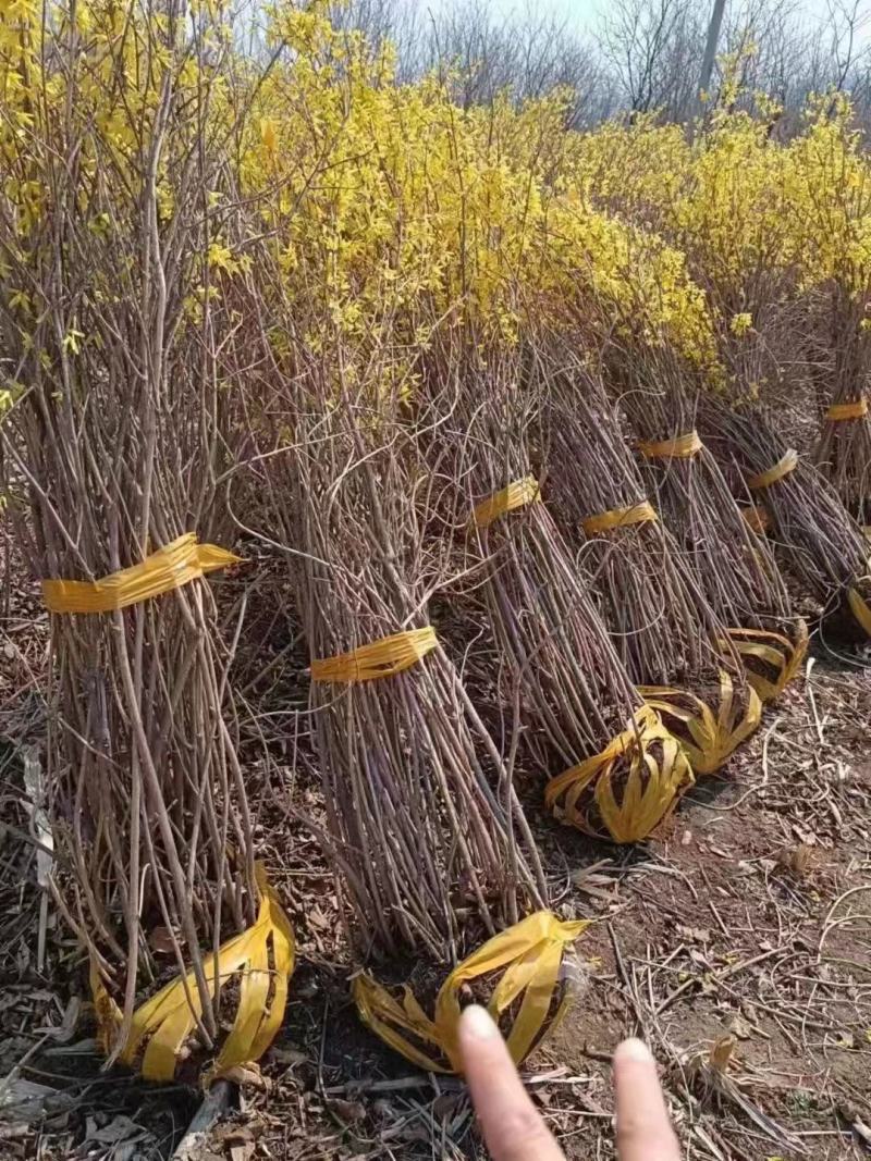 连翘，精品苗，规格齐全，基地直发，大量供应