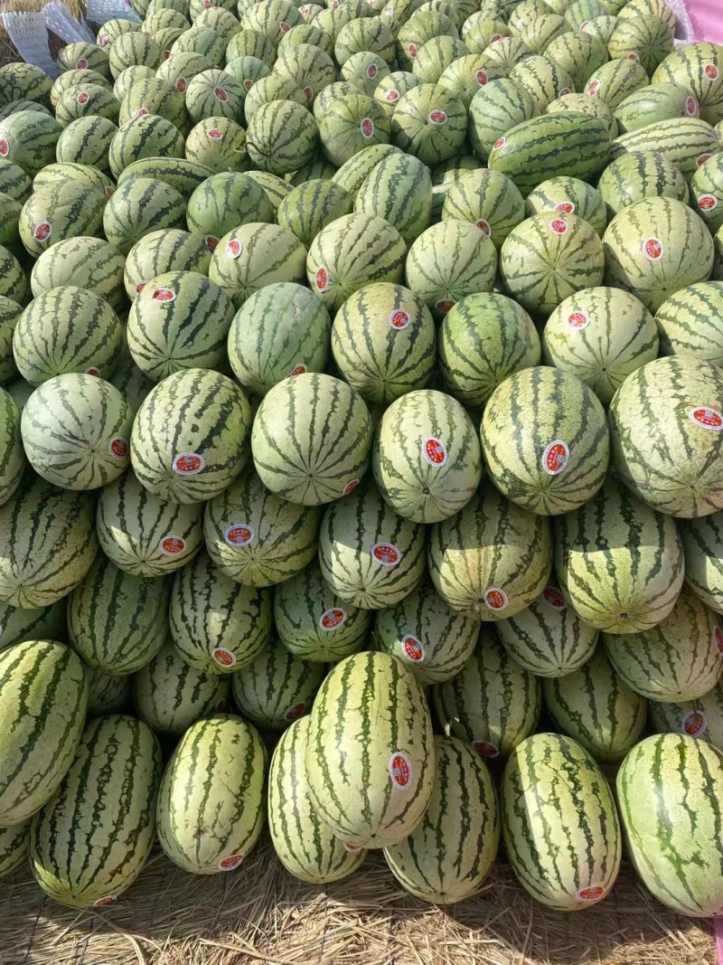 宁夏西瓜精品硒砂瓜产地直发一手货源