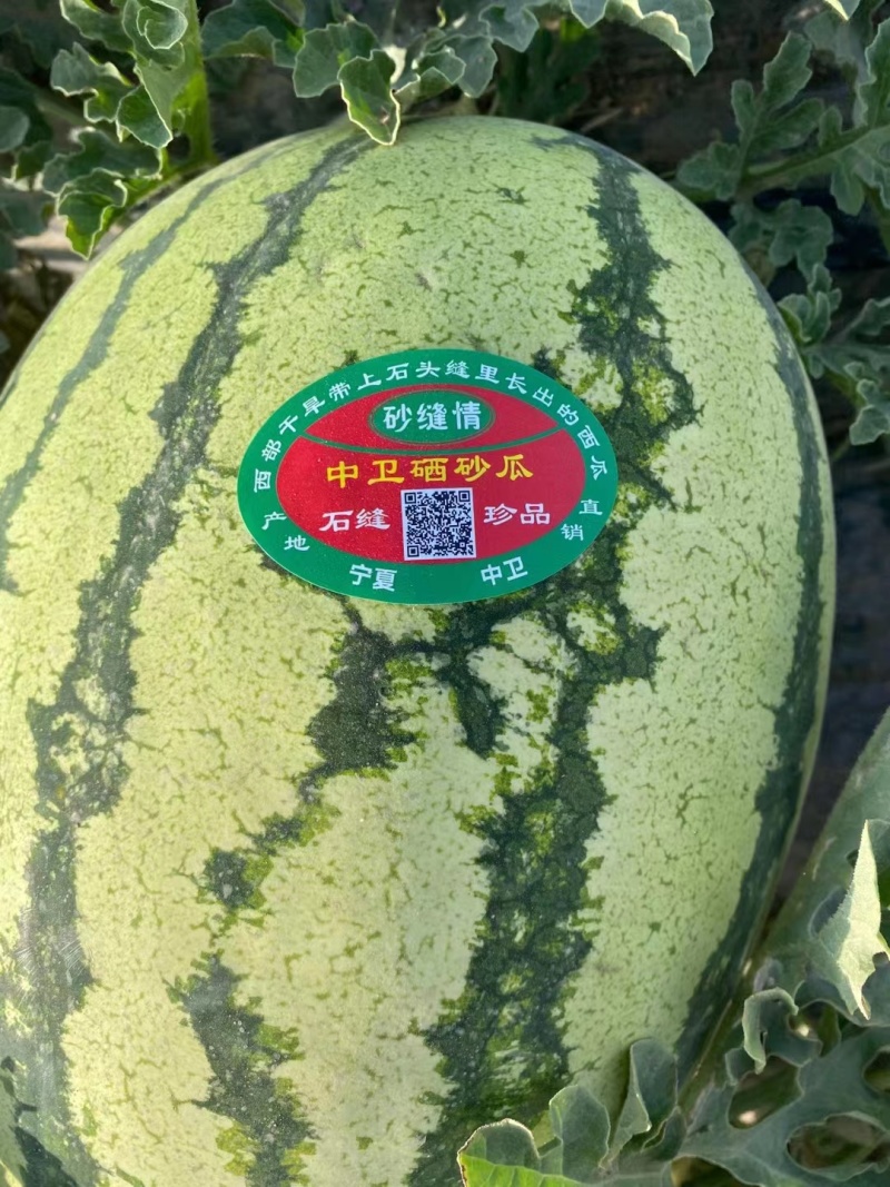 宁夏西瓜精品硒砂瓜产地直发一手货源