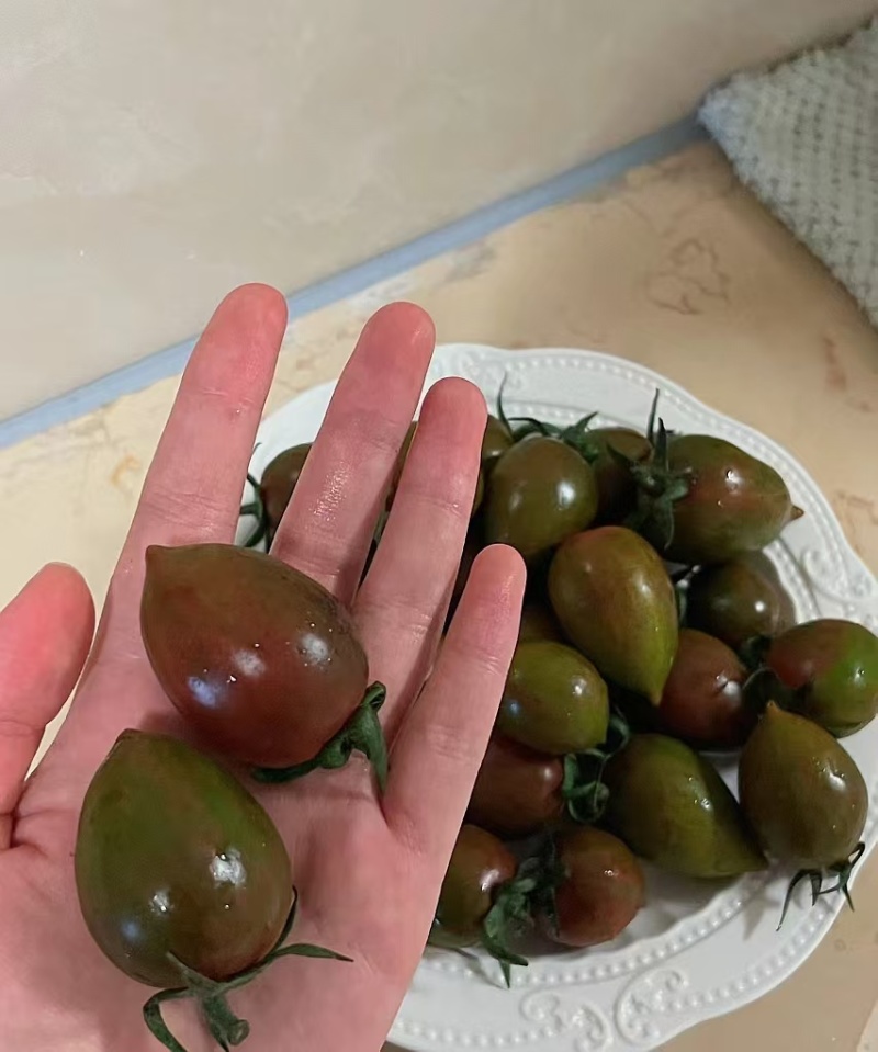 宁夏沙地紫龙番茄迷彩小番茄产地直发一手货源