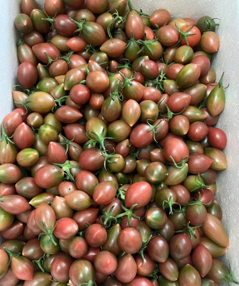 宁夏沙地紫龙番茄迷彩小番茄产地直发一手货源
