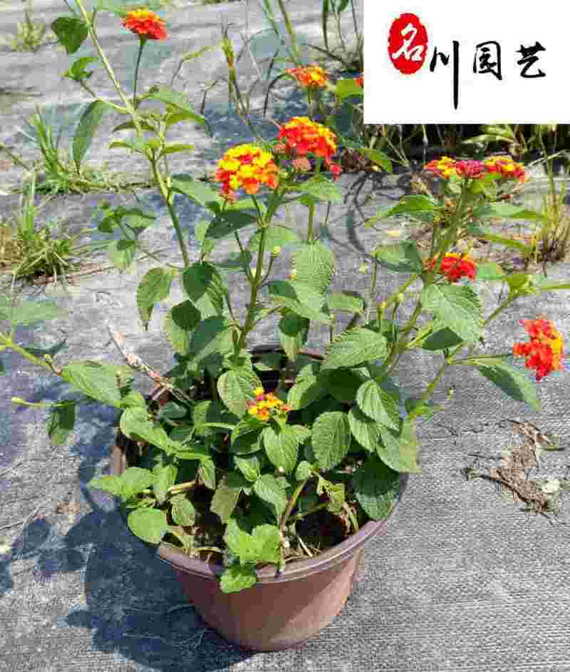 五色梅杯苗盆栽批发成都五色梅基地直供花色丰富观赏花卉