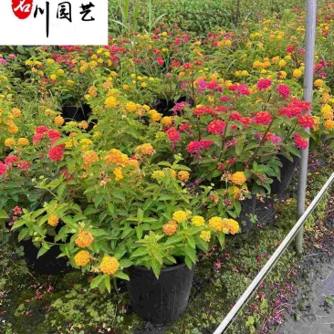 五色梅杯苗盆栽批发成都五色梅基地直供花色丰富观赏花卉