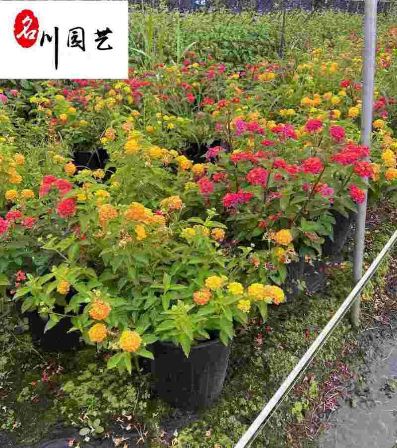 五色梅杯苗盆栽批发成都五色梅基地直供花色丰富观赏花卉