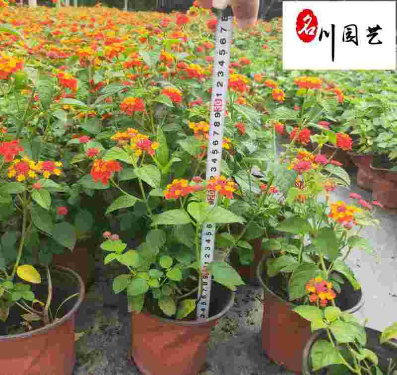 五色梅杯苗盆栽批发成都五色梅基地直供花色丰富观赏花卉