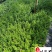 满天星小杯大杯苗批发成都苗圃基地直供花境花坛草花批发