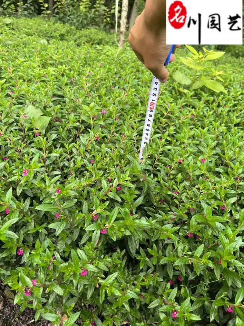 满天星小杯大杯苗批发成都苗圃基地直供花境花坛草花批发