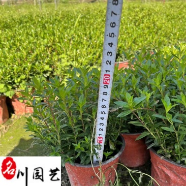 满天星小杯大杯苗批发成都苗圃基地直供花境花坛草花批发