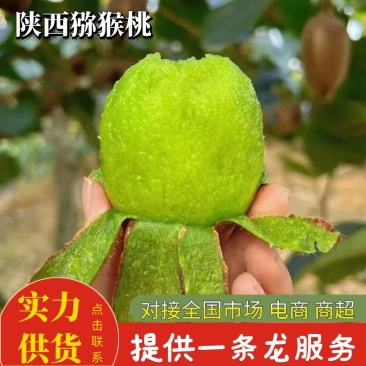 【精品大果】翠香猕猴桃陕西猕猴桃品质保证一件代发全