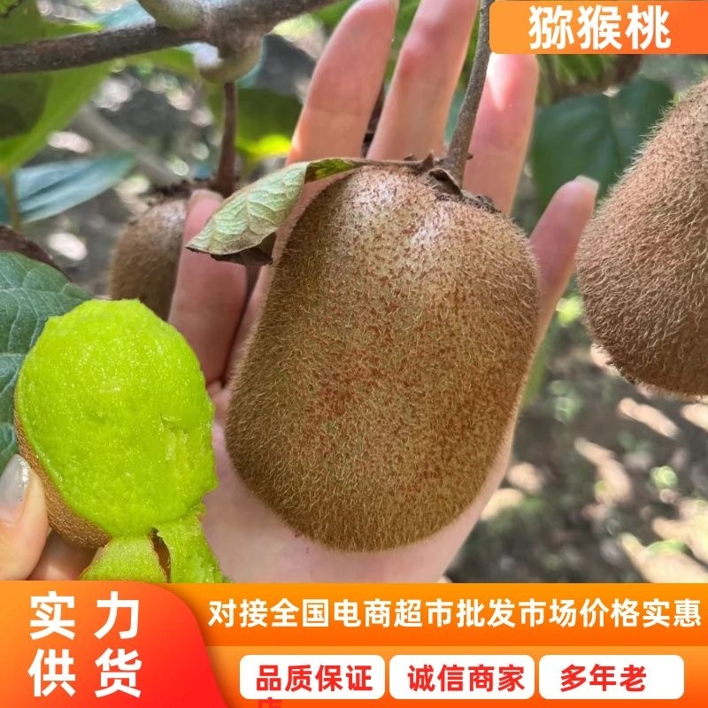 周至猕猴桃陕西绿心猕猴桃现摘现发品质保证欢迎下单