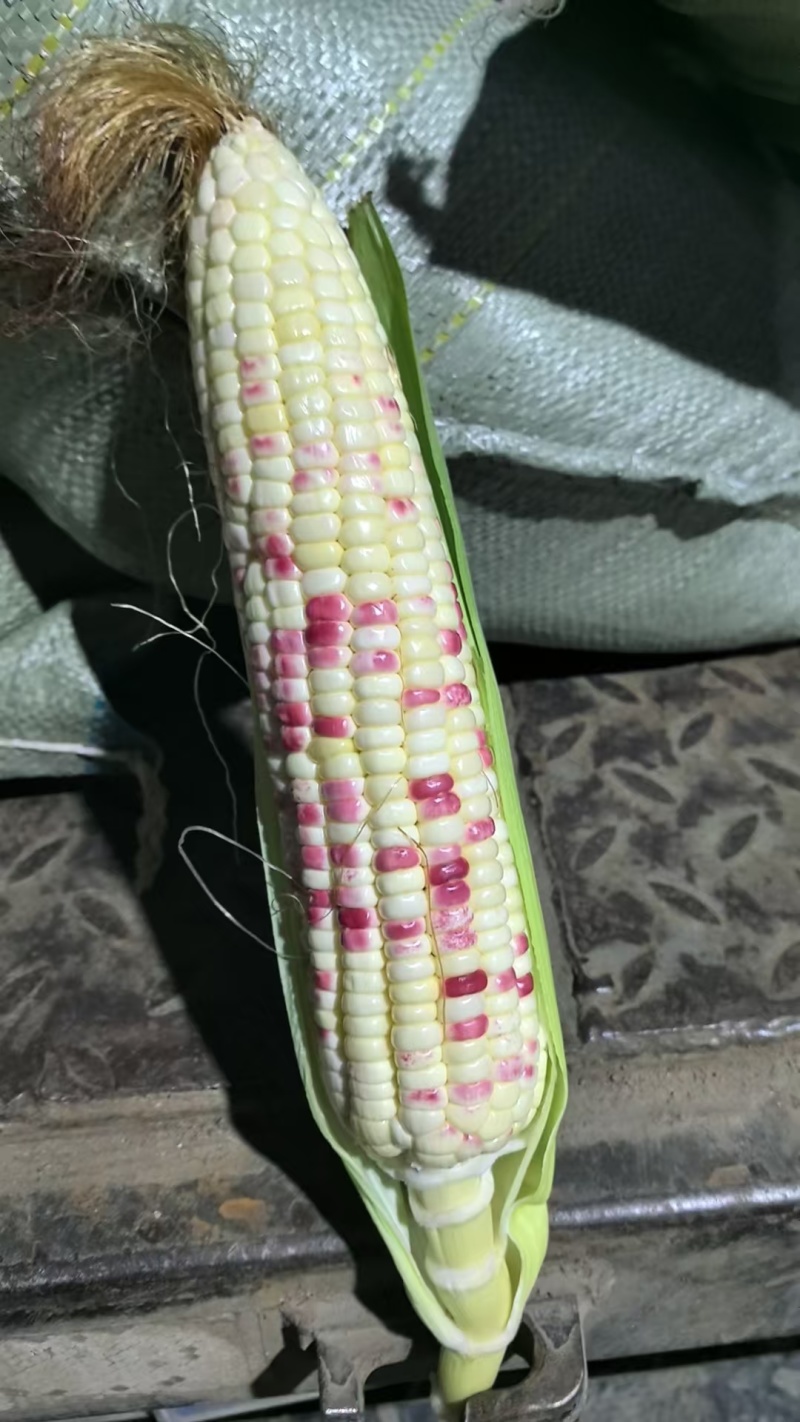 东北花糯玉米粘玉米水果玉米大量上市代发全国欢迎联系