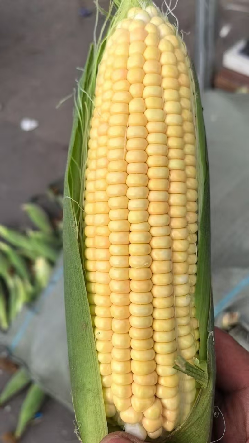 东北花糯玉米粘玉米水果玉米大量上市代发全国欢迎联系