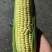 东北花糯玉米粘玉米水果玉米大量上市代发全国欢迎联系
