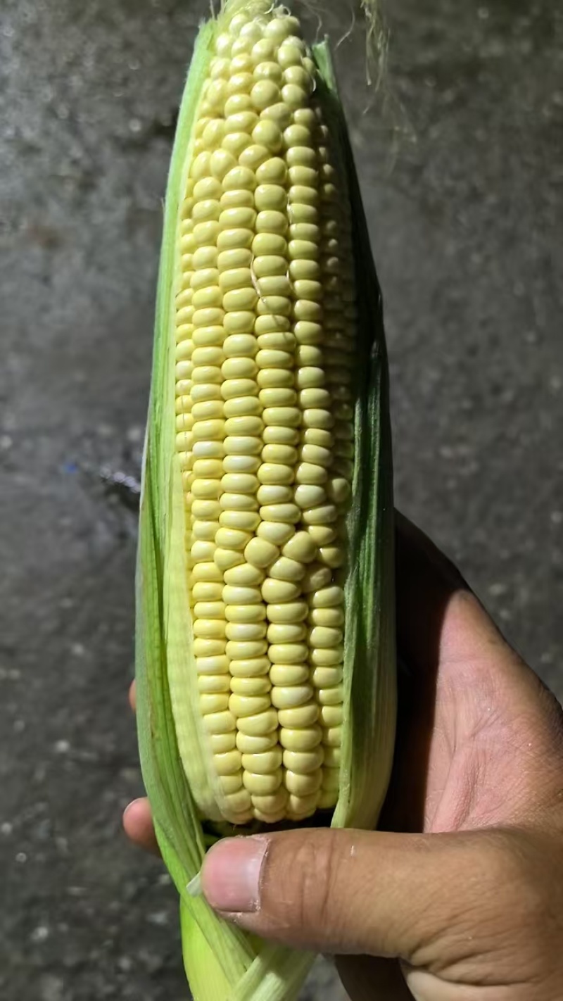 东北花糯玉米粘玉米水果玉米大量上市代发全国欢迎联系