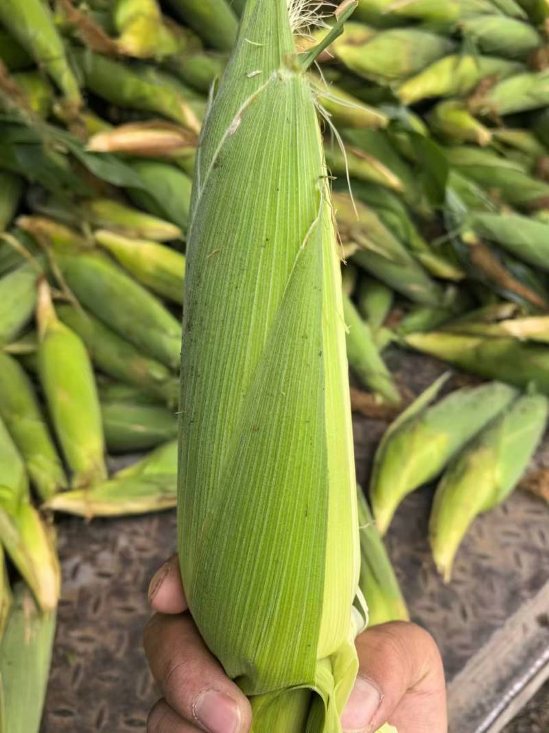 东北花糯玉米粘玉米水果玉米大量上市代发全国欢迎联系